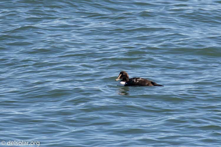 Canon EOS 7D Mark II  --  560 mm  --  EF100-400mm f/4.5-5.6L IS II USM +1.4x III  