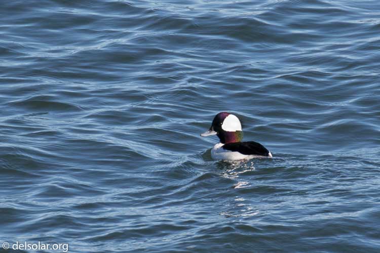 Canon EOS 7D Mark II  --  560 mm  --  EF100-400mm f/4.5-5.6L IS II USM +1.4x III  