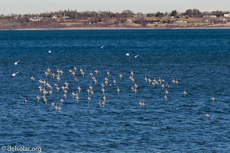 Canon EOS 7D Mark II  --  154 mm  --  EF100-400mm f/4.5-5.6L IS II USM +1.4x III  