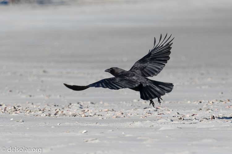 Canon EOS 7D Mark II  --  299 mm  --  EF100-400mm f/4.5-5.6L IS II USM +1.4x III  