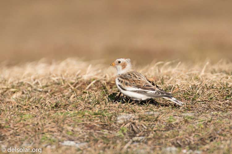 Canon EOS 7D Mark II  --  560 mm  --  EF100-400mm f/4.5-5.6L IS II USM +1.4x III  