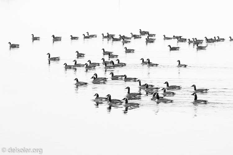 Canon EOS 7D Mark II  --  200 mm  --  EF100-400mm f/4.5-5.6L IS II USM  