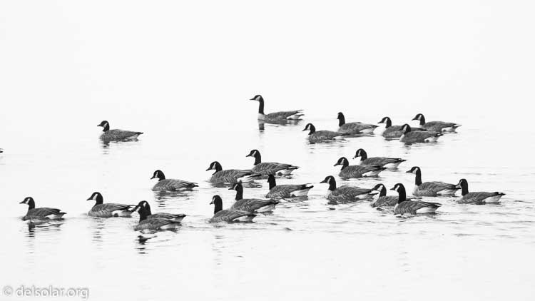 Canon EOS 7D Mark II  --  321 mm  --  EF100-400mm f/4.5-5.6L IS II USM  