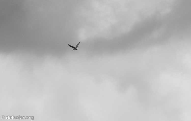 Canon EOS 7D Mark II  --  227 mm  --  EF100-400mm f/4.5-5.6L IS II USM  