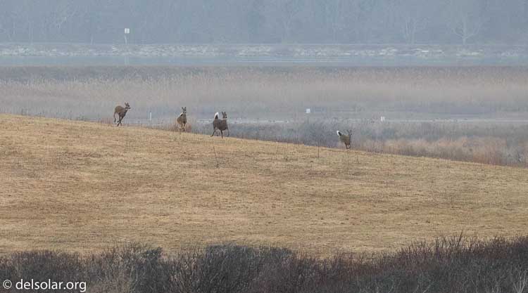 Canon EOS 7D Mark II  --  340 mm  --  EF100-400mm f/4.5-5.6L IS II USM  