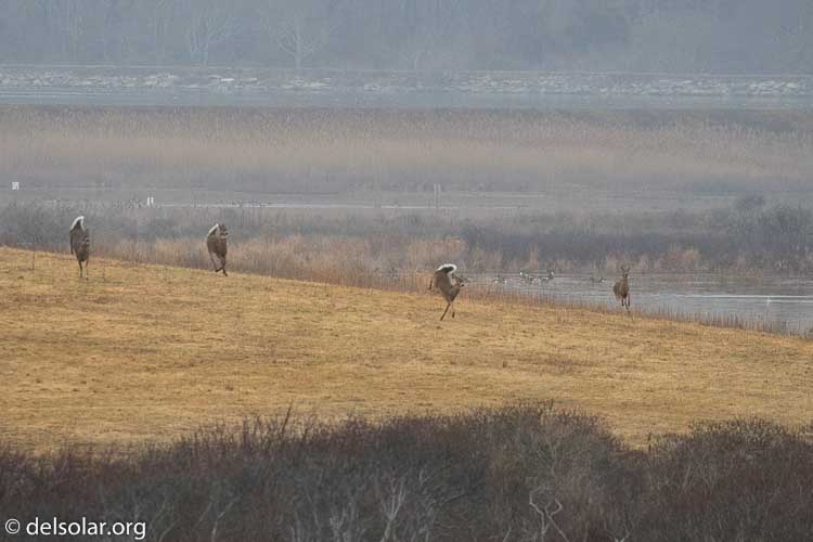 Canon EOS 7D Mark II  --  400 mm  --  EF100-400mm f/4.5-5.6L IS II USM  