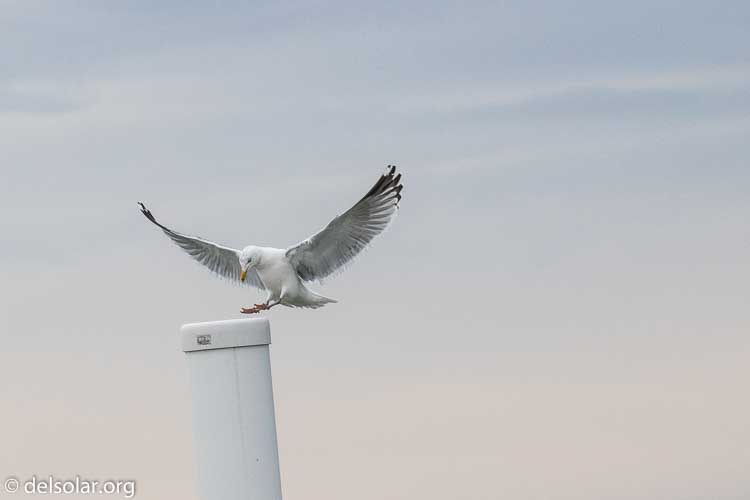 Canon EOS 7D Mark II  --  188 mm  --  EF100-400mm f/4.5-5.6L IS II USM  