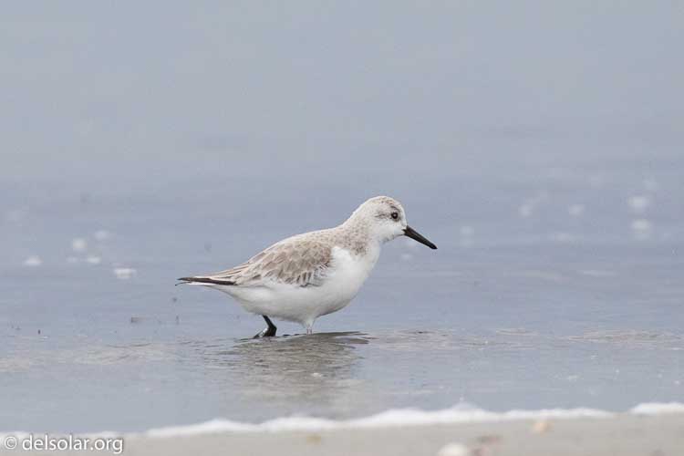 Canon EOS 7D Mark II  --  400 mm  --  EF100-400mm f/4.5-5.6L IS II USM  