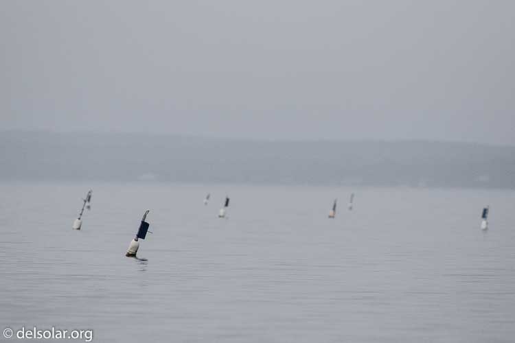 Canon EOS 7D Mark II  --  360 mm  --  EF100-400mm f/4.5-5.6L IS II USM  