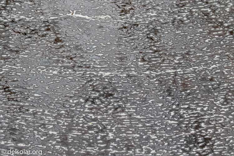 Canon EOS 7D Mark II  --  135 mm  --  EF100-400mm f/4.5-5.6L IS II USM  