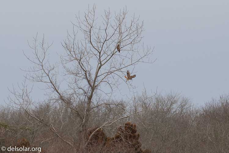 Canon EOS 7D Mark II  --  248 mm  --  EF100-400mm f/4.5-5.6L IS II USM  