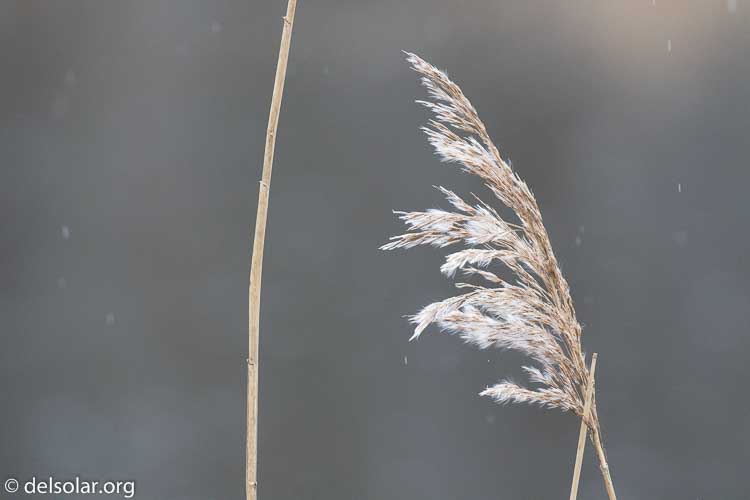 Canon EOS 7D Mark II  --  400 mm  --  EF100-400mm f/4.5-5.6L IS II USM  