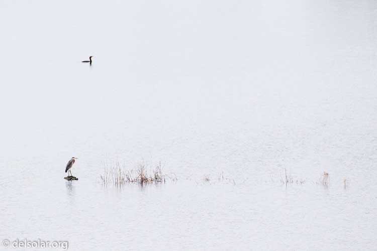 Canon EOS 7D Mark II  --  330 mm  --  EF100-400mm f/4.5-5.6L IS II USM  