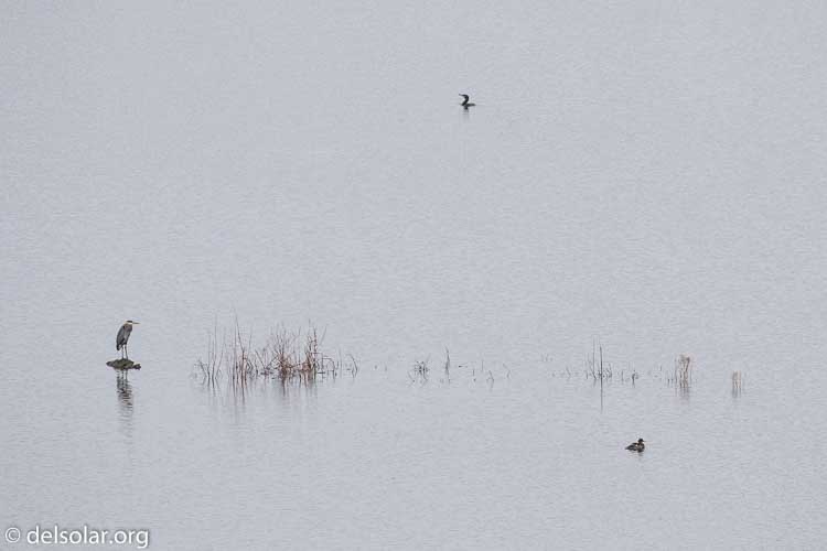 Canon EOS 7D Mark II  --  312 mm  --  EF100-400mm f/4.5-5.6L IS II USM  