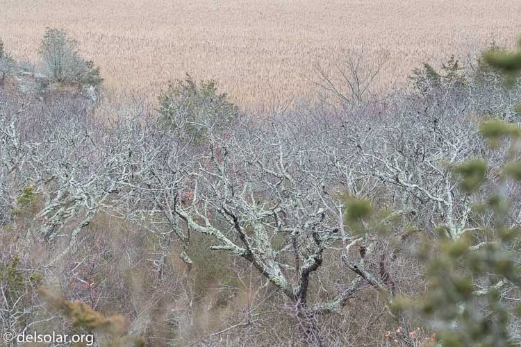 Canon EOS 7D Mark II  --  100 mm  --  EF100-400mm f/4.5-5.6L IS II USM  