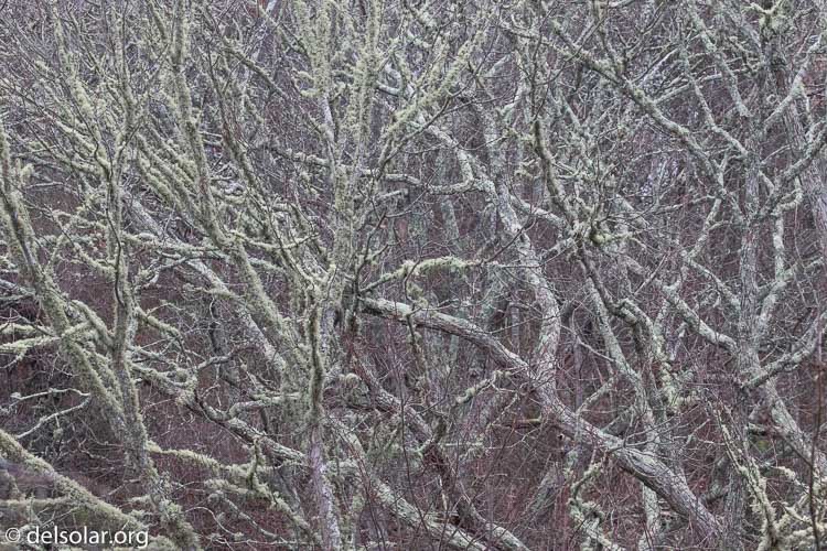 Canon EOS 7D Mark II  --  135 mm  --  EF100-400mm f/4.5-5.6L IS II USM  