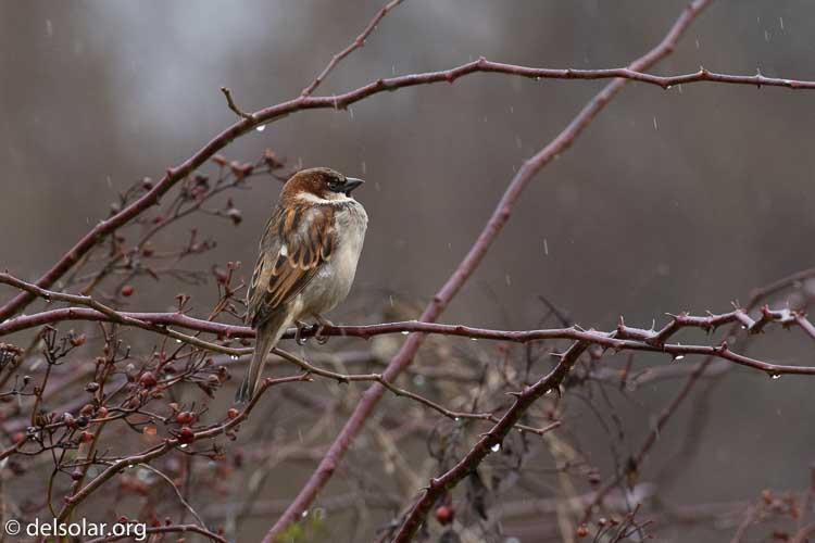 Canon EOS 7D Mark II  --  400 mm  --  EF100-400mm f/4.5-5.6L IS II USM  