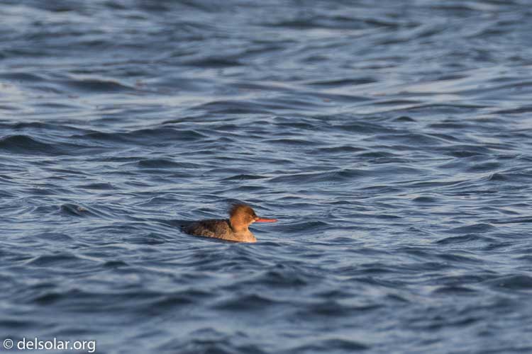 Canon EOS 7D Mark II  --  390 mm  --  EF100-400mm f/4.5-5.6L IS II USM +1.4x III  