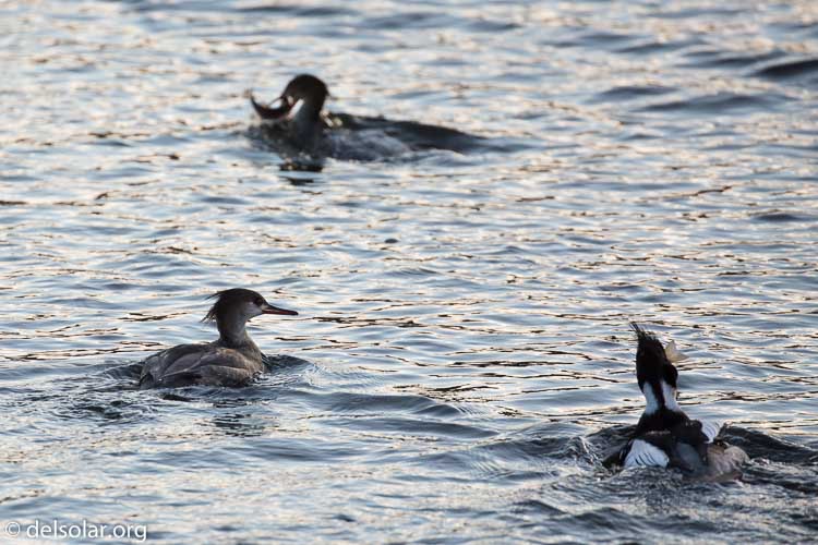 Canon EOS 5D Mark III  --  371 mm  --  EF100-400mm f/4.5-5.6L IS II USM  