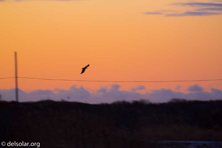 Canon EOS 5D Mark III  --  358 mm  --  EF100-400mm f/4.5-5.6L IS II USM +1.4x III  