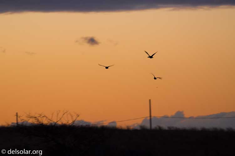 Canon EOS 5D Mark III  --  358 mm  --  EF100-400mm f/4.5-5.6L IS II USM +1.4x III  