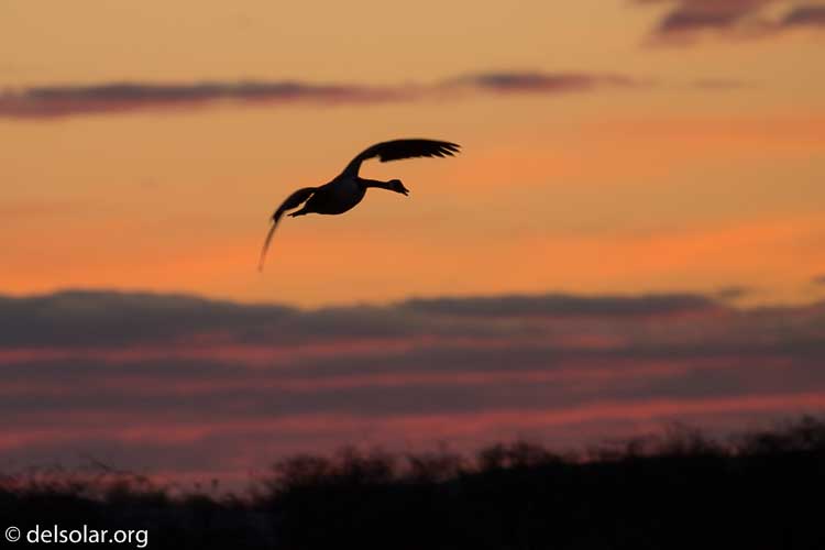 Canon EOS 5D Mark III  --  504 mm  --  EF100-400mm f/4.5-5.6L IS II USM +1.4x III  