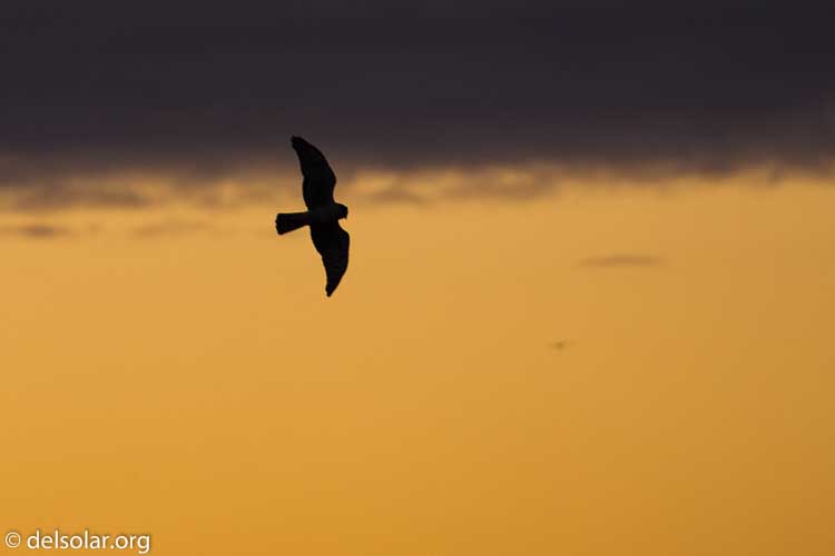 Canon EOS 5D Mark III  --  490 mm  --  EF100-400mm f/4.5-5.6L IS II USM +1.4x III  