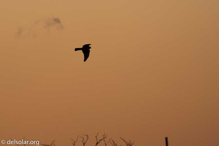 Canon EOS 5D Mark III  --  560 mm  --  EF100-400mm f/4.5-5.6L IS II USM +1.4x III  