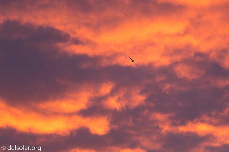 Canon EOS 5D Mark III  --  140 mm  --  EF100-400mm f/4.5-5.6L IS II USM +1.4x III  