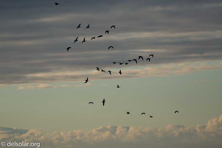 Canon EOS 5D Mark III  --  338 mm  --  EF100-400mm f/4.5-5.6L IS II USM +1.4x III  