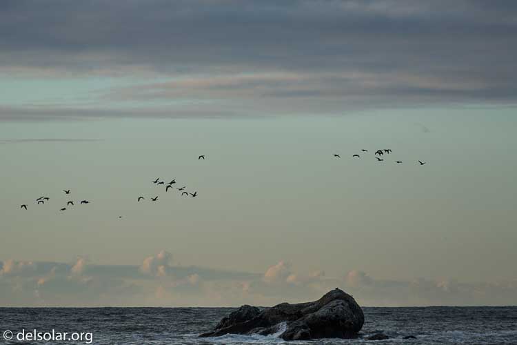 Canon EOS 5D Mark III  --  280 mm  --  EF100-400mm f/4.5-5.6L IS II USM +1.4x III  