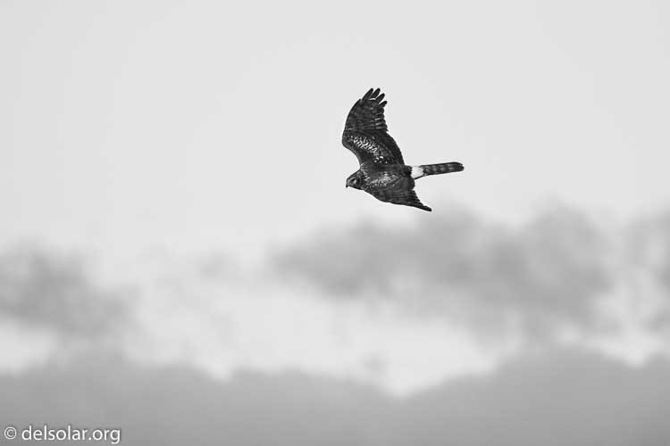 Canon EOS 5D Mark III  --  476 mm  --  EF100-400mm f/4.5-5.6L IS II USM +1.4x III  