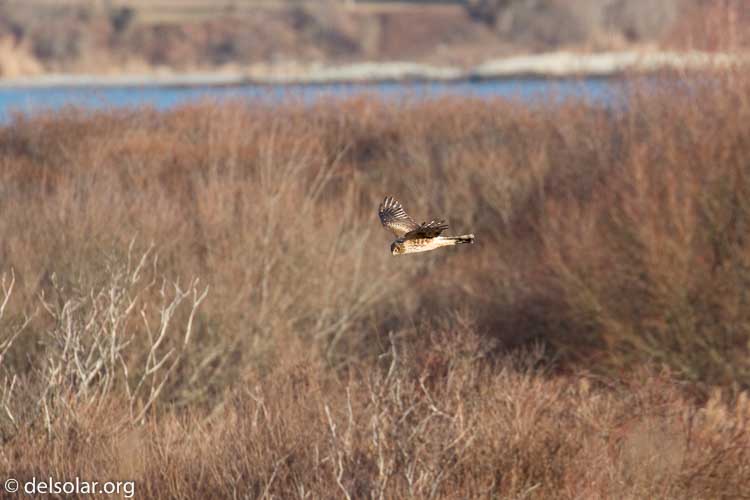 Canon EOS 5D Mark III  --  560 mm  --  EF100-400mm f/4.5-5.6L IS II USM +1.4x III  