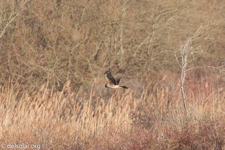 Canon EOS 5D Mark III  --  520 mm  --  EF100-400mm f/4.5-5.6L IS II USM +1.4x III  