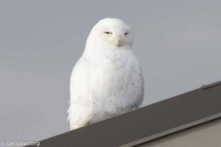 Canon EOS 7D Mark II  --  600 mm  --  EF600mm f/4L IS II USM  