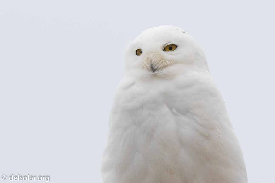 Canon EOS 7D Mark II  --  600 mm  --  EF600mm f/4L IS II USM  