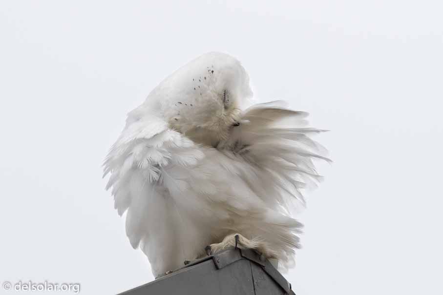 Canon EOS 7D Mark II  --  600 mm  --  EF600mm f/4L IS II USM  