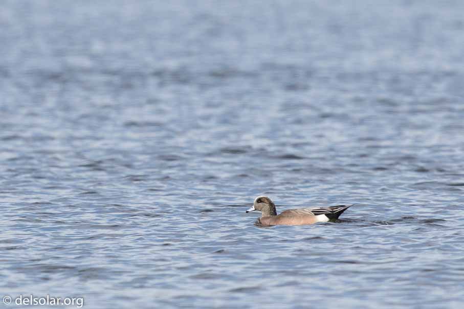 Canon EOS 7D Mark II  --  600 mm  --  EF600mm f/4L IS II USM  