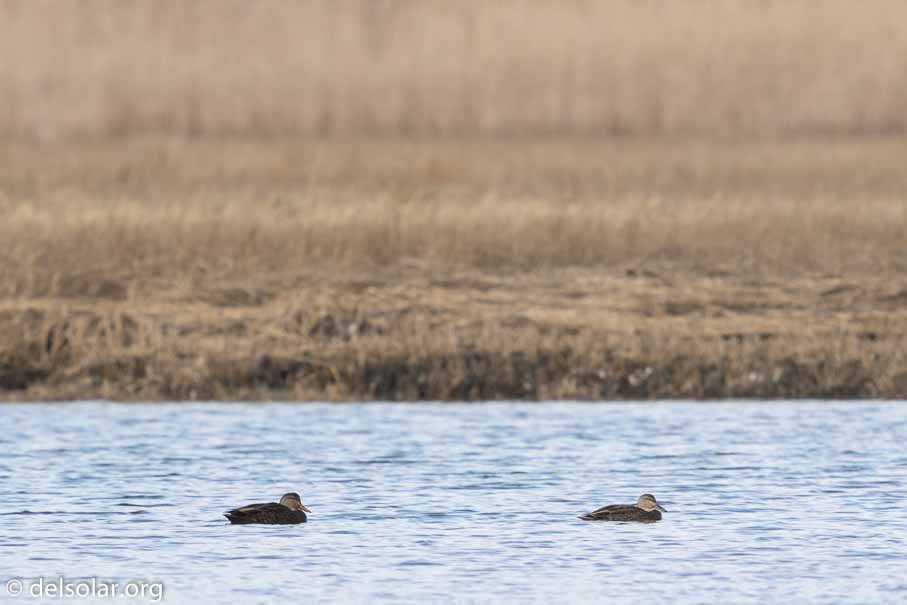 Canon EOS 7D Mark II  --  600 mm  --  EF600mm f/4L IS II USM  