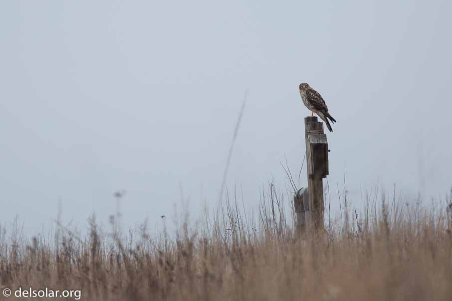 Canon EOS 5D Mark III  --  600 mm  --  EF600mm f/4L IS II USM  