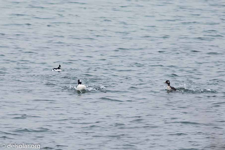 Canon EOS 5D Mark III  --  600 mm  --  EF600mm f/4L IS II USM  