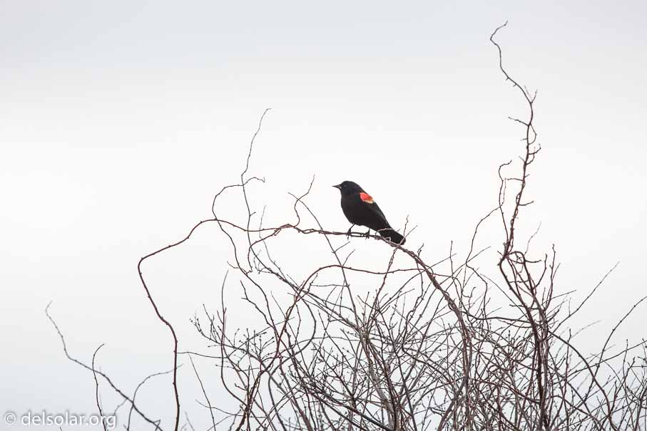 Canon EOS 5D Mark III  --  600 mm  --  EF600mm f/4L IS II USM  