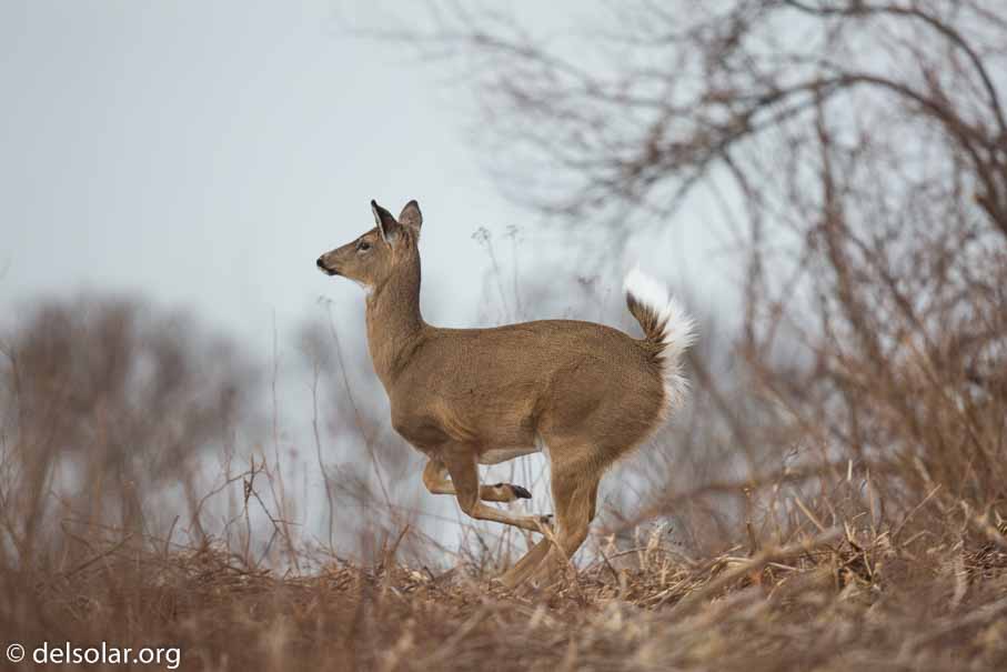 Canon EOS 5D Mark III  --  600 mm  --  EF600mm f/4L IS II USM  