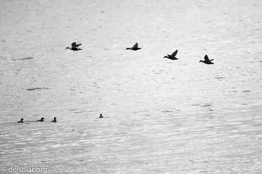 Canon EOS 5D Mark III  --  600 mm  --  EF600mm f/4L IS II USM  