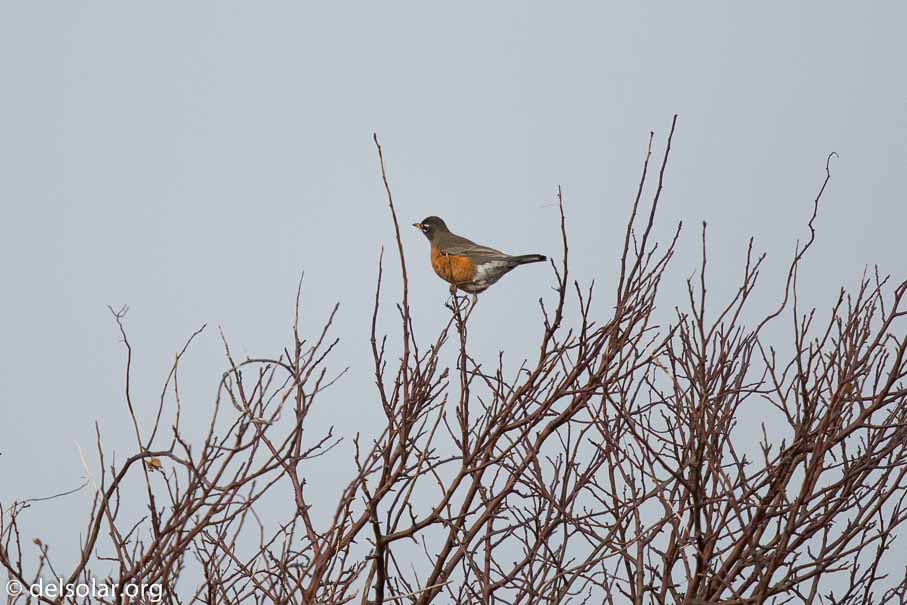 Canon EOS 5D Mark III  --  600 mm  --  EF600mm f/4L IS II USM  