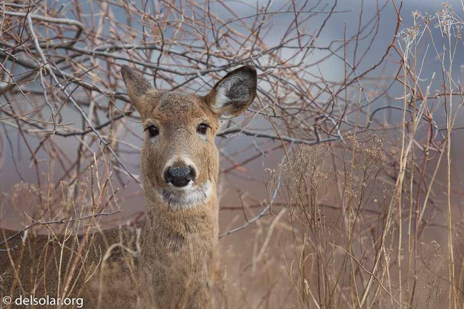 Canon EOS 5D Mark III  --  600 mm  --  EF600mm f/4L IS II USM  