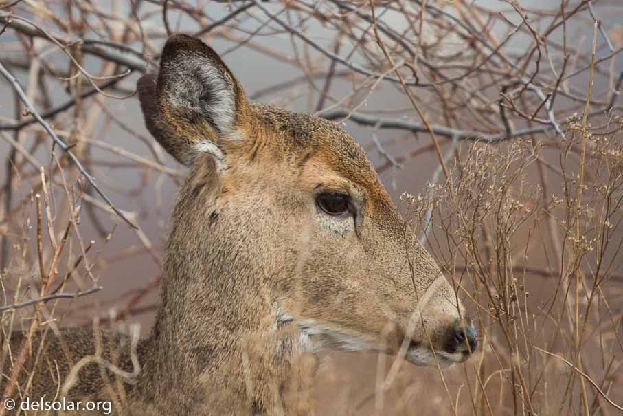 Canon EOS 5D Mark III  --  600 mm  --  EF600mm f/4L IS II USM  