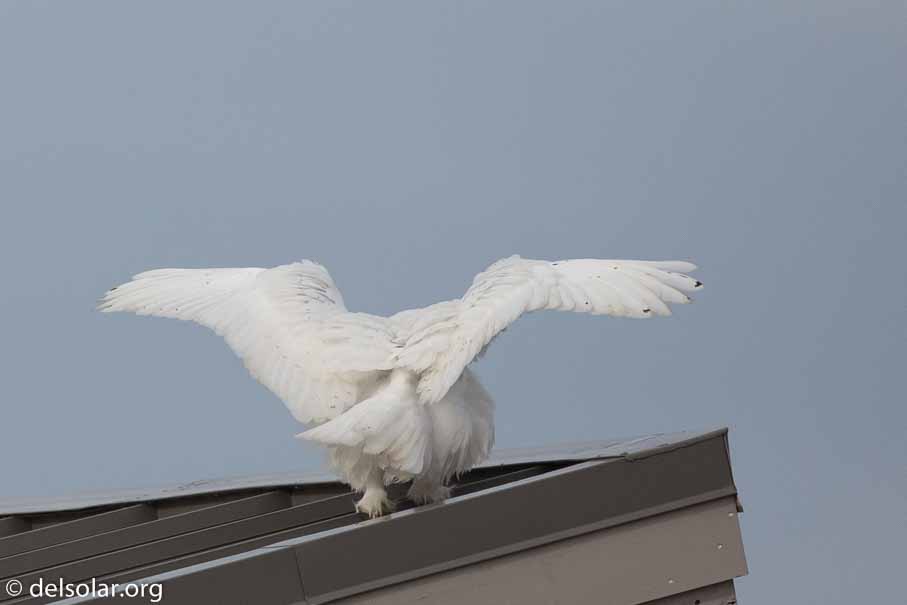 Canon EOS 5D Mark III  --  600 mm  --  EF600mm f/4L IS II USM  