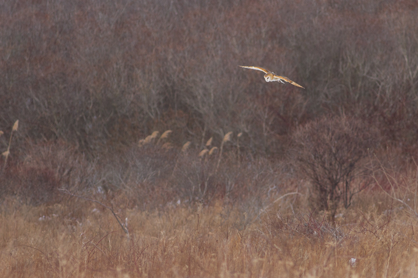 Canon EOS 7D - EF400mm f/5.6L USM