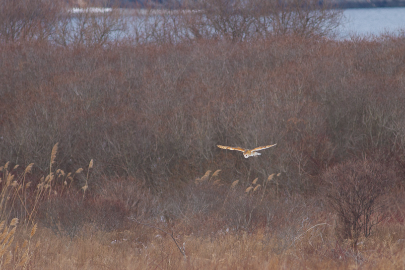 Canon EOS 7D - EF400mm f/5.6L USM